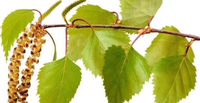 Alergia na pyłki – objawy i leczenie alergii