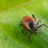 Badanie LTT Borelioza