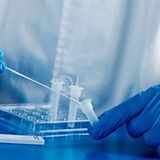 Culture of the material for Neisseria gonorrhoeae