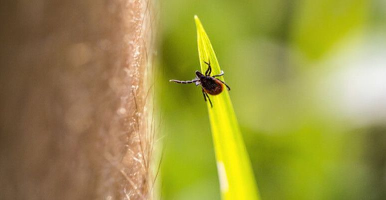 Kleszcz na źdźble trawy obok skóry człowieka