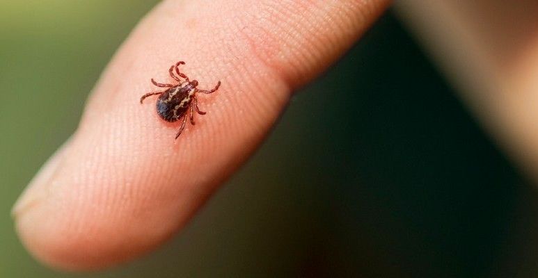 Jak usunąć kleszcza? | Infografika