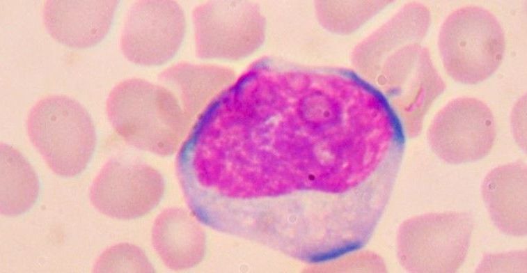 Limfocyty - rola w organizmie, normy