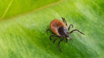 Badanie na boreliozę