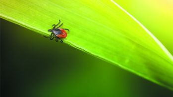 Borelioza – pakiet przesiewowy