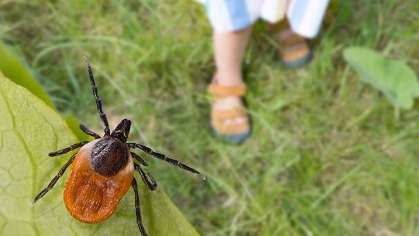 Zakażenia odkleszczowe - pakiet