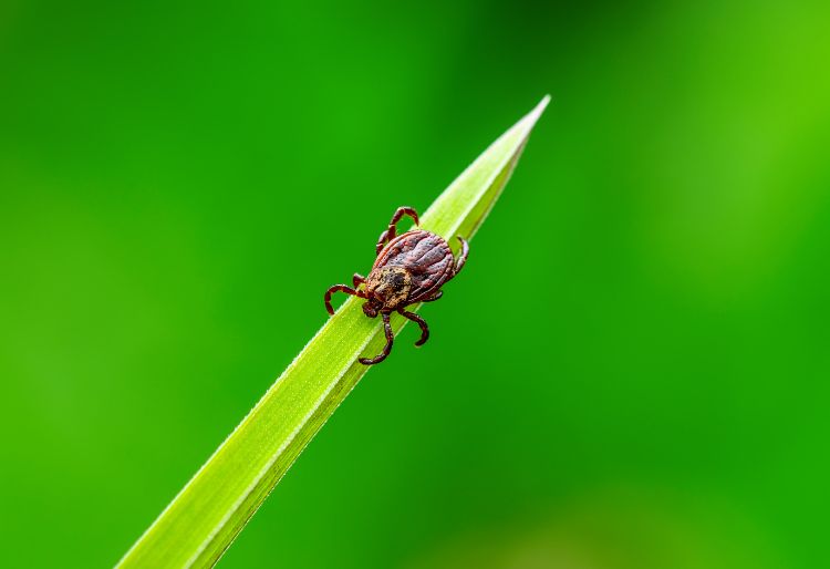 One Step Ahead of Ticks