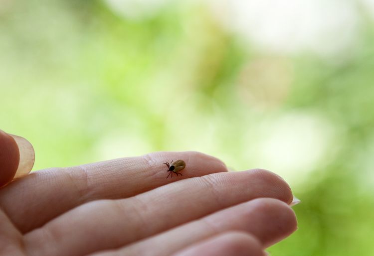 Protection against TBE