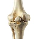 Densytometria kręgów lędźwiowych + 1 szyjka kości udowej