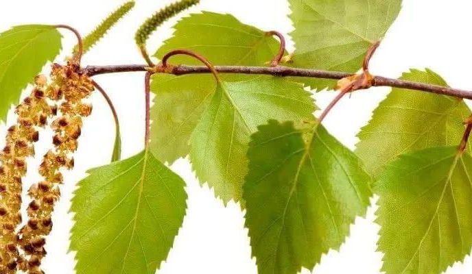 Alergia na pyłki – objawy i leczenie alergii