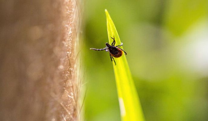 Kleszcz na źdźble trawy obok skóry człowieka