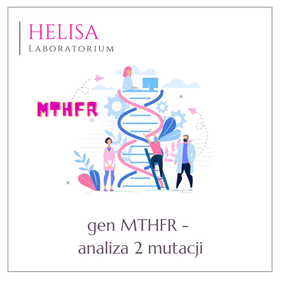 gen MTHFR – mutacje A1298C, C677T